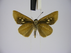 Kedestes brunneostriga