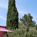 Mediterranean Cypress - Photo (c) firewill, some rights reserved (CC BY-NC)