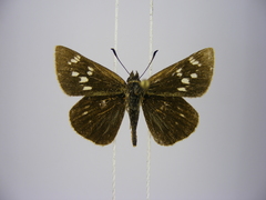 Kedestes brunneostriga