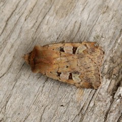 Diarsia mendica