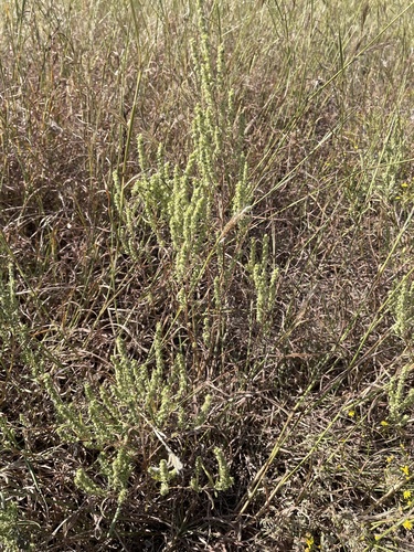 Image of Iva angustifolia by (c) Sam Kieschnick, some rights reserved (CC BY)
