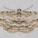 Didymoctenia exsuperata - Photo (c) Ian  McMillan, μερικά δικαιώματα διατηρούνται (CC BY-NC)