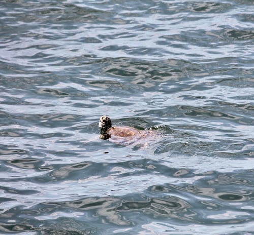 Green Sea Turtle photographed in Alabama