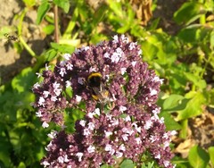 Bombus