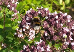 Bombus