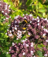 Bombus