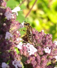 Halictus rubicundus