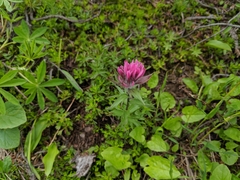 Castilleja parviflora olympica
