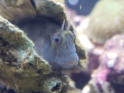 Freckled blenny (Hypsoblennius ionthas) — Blenniidae — 4