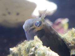 Freckled Blenny photo 2