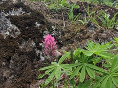 Castilleja parviflora olympica