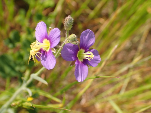 Image of Heliophila africana by (c) agujaceratops, some rights reserved (CC BY)