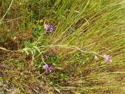 Image of Heliophila africana by (c) agujaceratops, some rights reserved (CC BY)