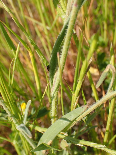 Image of Heliophila africana by (c) agujaceratops, some rights reserved (CC BY)