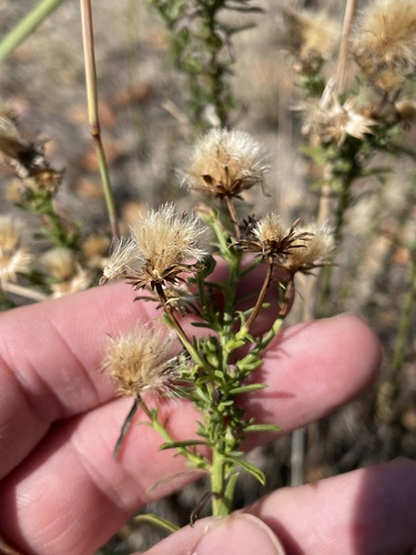 Image of Baccharis texana by (c) Sam Kieschnick, some rights reserved (CC BY)