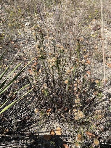 Image of Baccharis texana by (c) Sam Kieschnick, some rights reserved (CC BY)