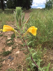 Oenothera elata hirsutissima