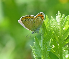Plebejus argyrognomon