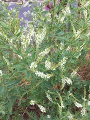Melilotus albus