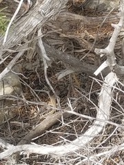 Aspidoscelis neotesselatus