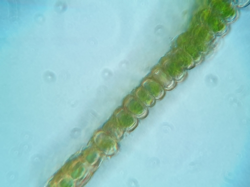 Image of Fissidens dubius by no rights reserved