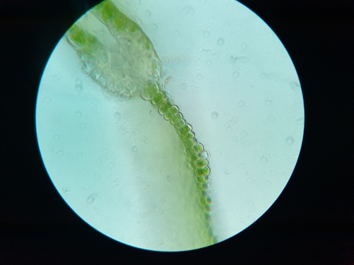 Image of Fissidens dubius by no rights reserved