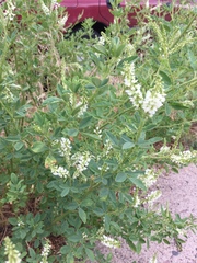 Melilotus albus
