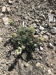 Sedum paradisum