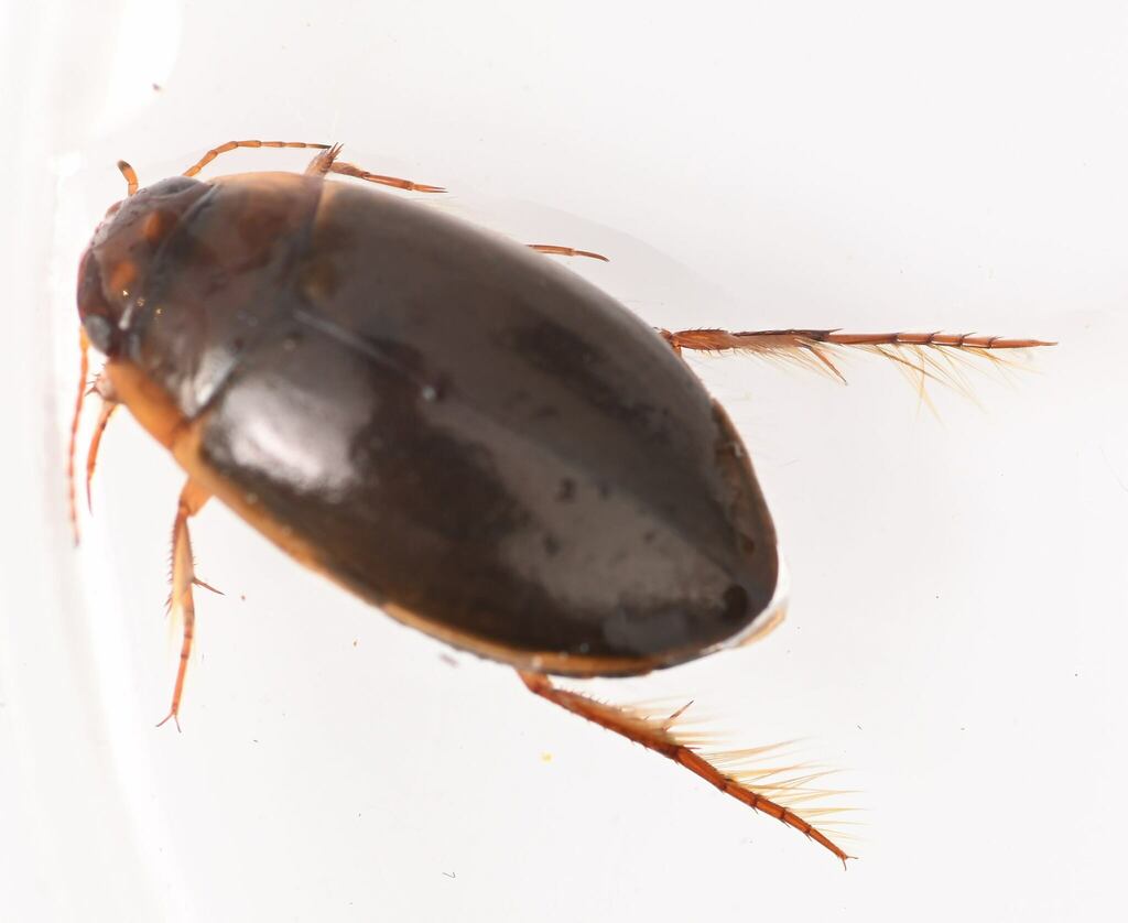 Agabus austinii
