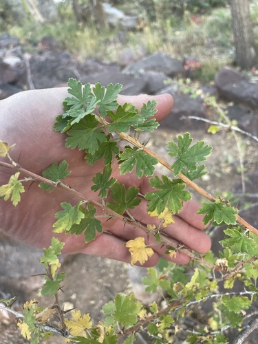 Image of Ribes leptanthum by (c) Jackson Irvin, some rights reserved (CC BY)