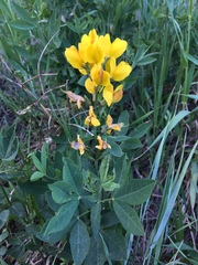 Thermopsis montana