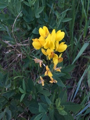 Thermopsis montana