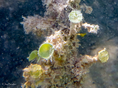 Green Mermaid's Wine Glass (Acetabularia calyculus)