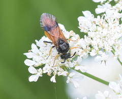 Arge cyanocrocea