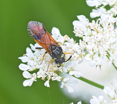 Arge cyanocrocea