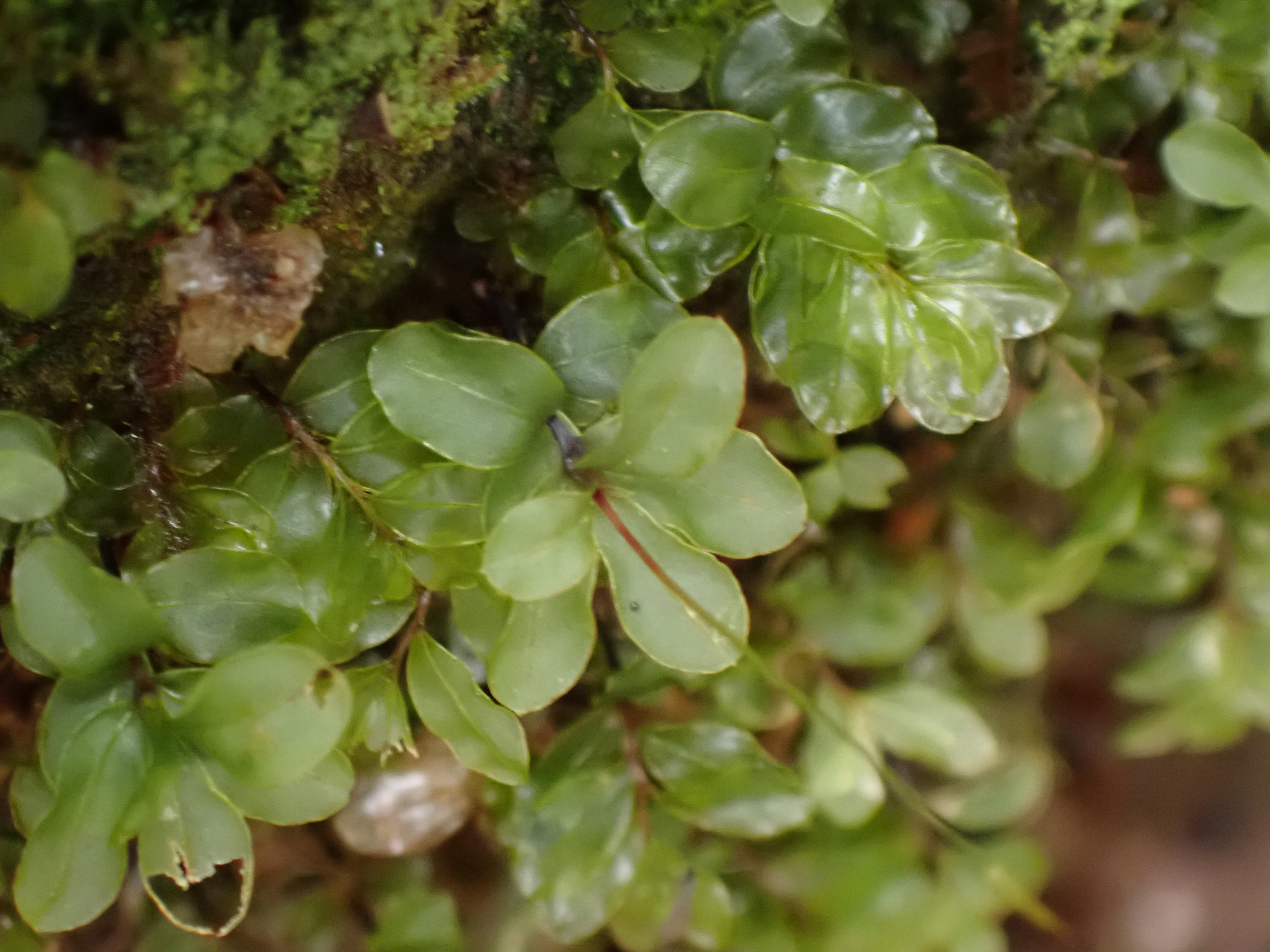 Rhizomnium glabrescens