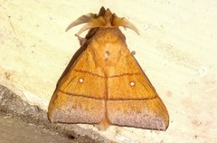 Odonestis erectilinea