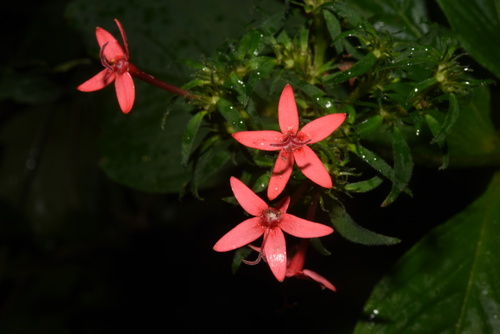 Rhodopentas bussei