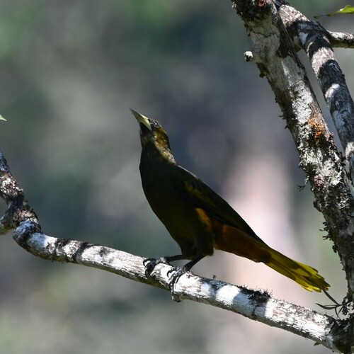 Dusky-green Oropendola (Psarocolius atrovirens), photo 4