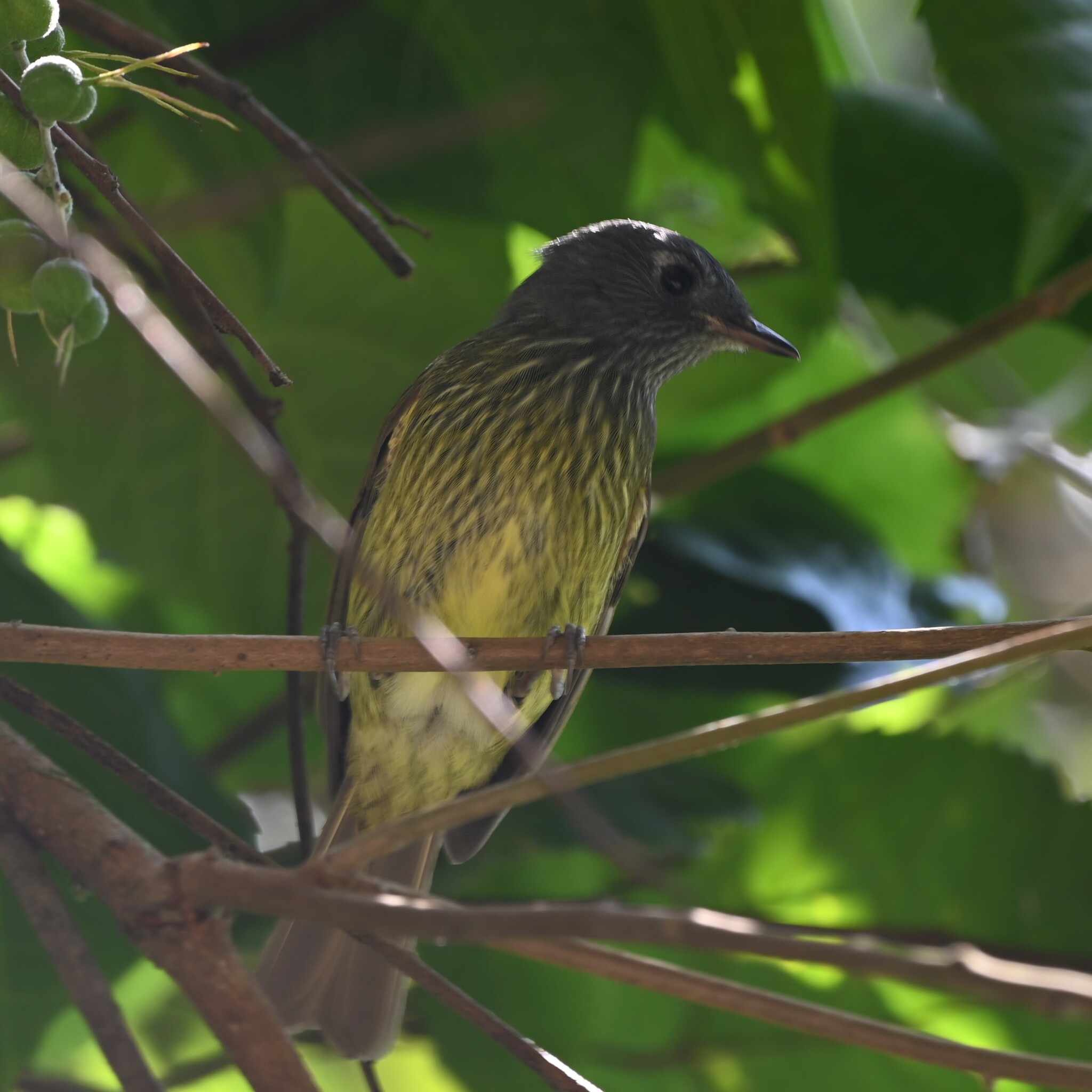 Streak-necked Flycatcher (Mionectes striaticollis), photo 5