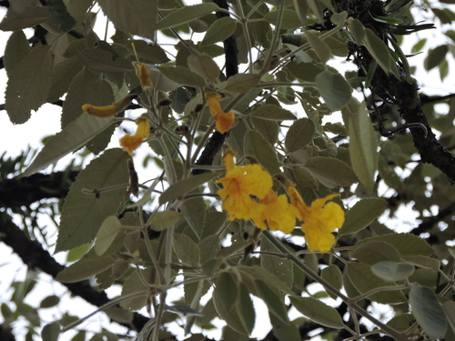 Handroanthus albus, photograph 3