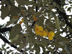 (c) Fabrício Mil Homens Riella, some rights reserved (CC BY) Handroanthus albus, photograph (c) Fabrício Mil Homens Riella, some rights reserved (CC BY)
