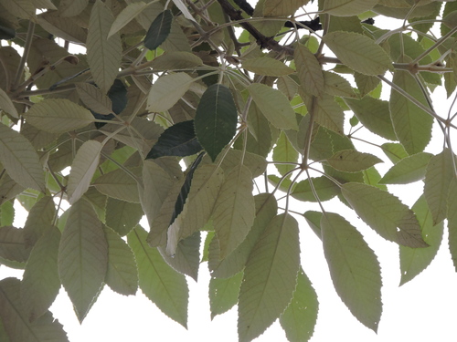 Handroanthus albus, photograph 2