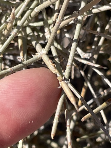 Death Valley jointfir (Ephedra funerea)