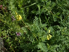 Astragalus penduliflorus