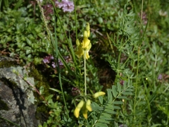 Astragalus penduliflorus