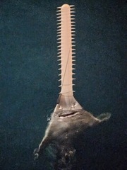 Green Sawfish photo 2