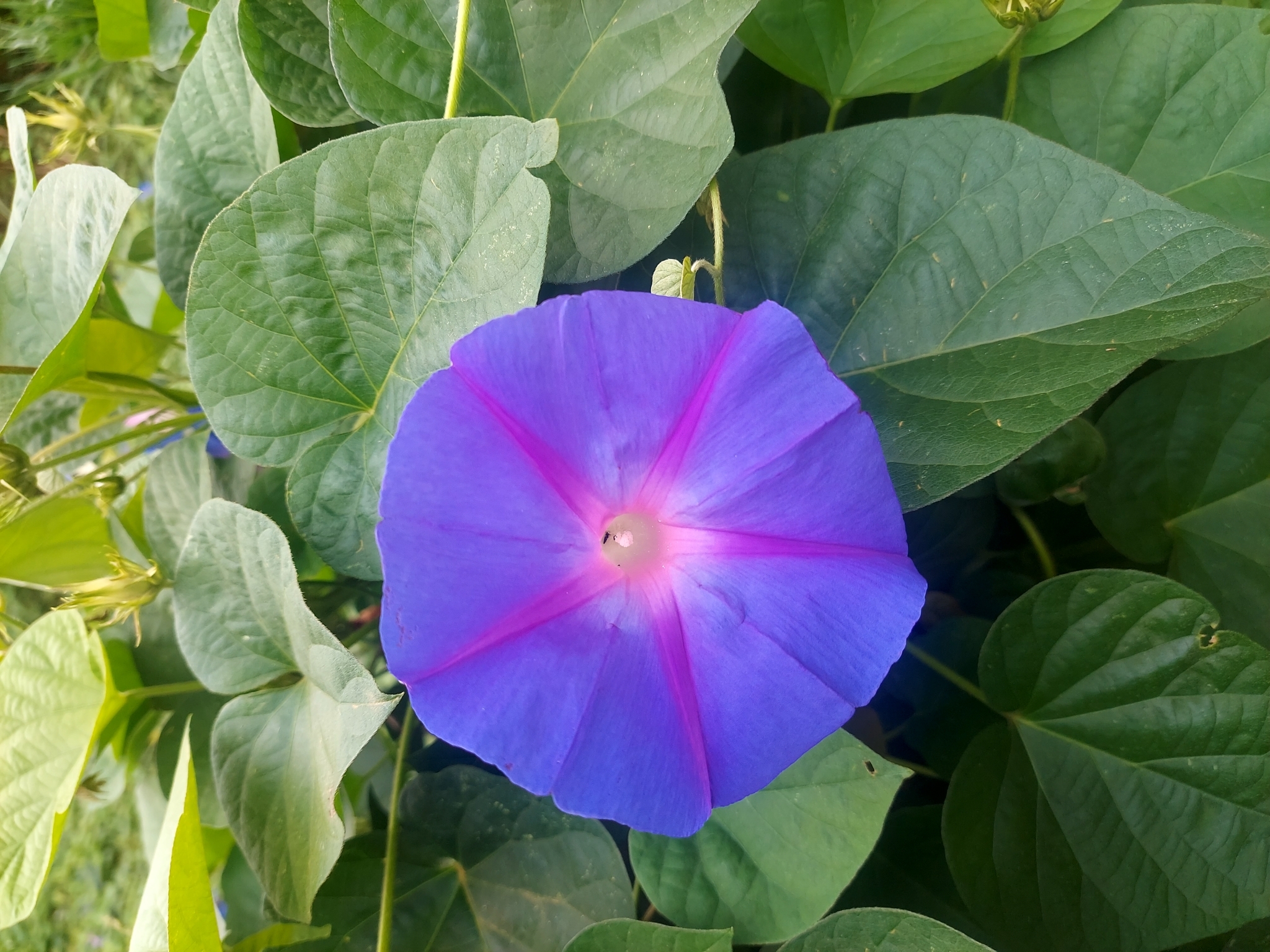 Ipomoea indica