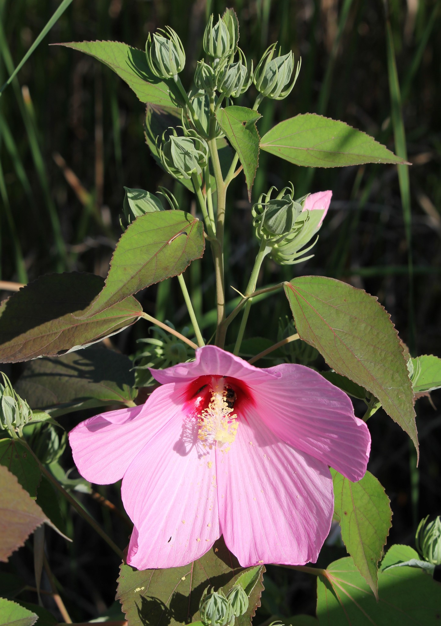 Rose deals mallow hibiscus