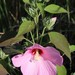 Hibisco-Palustre - Photo (c) Doug Wilson, alguns direitos reservados (CC BY-NC), uploaded by Doug Wilson